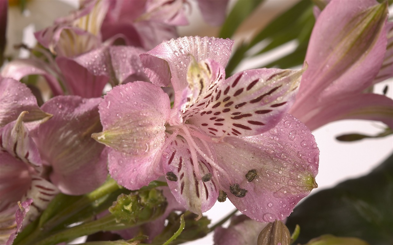 超大鲜花特写 壁纸(一)16 - 1280x800