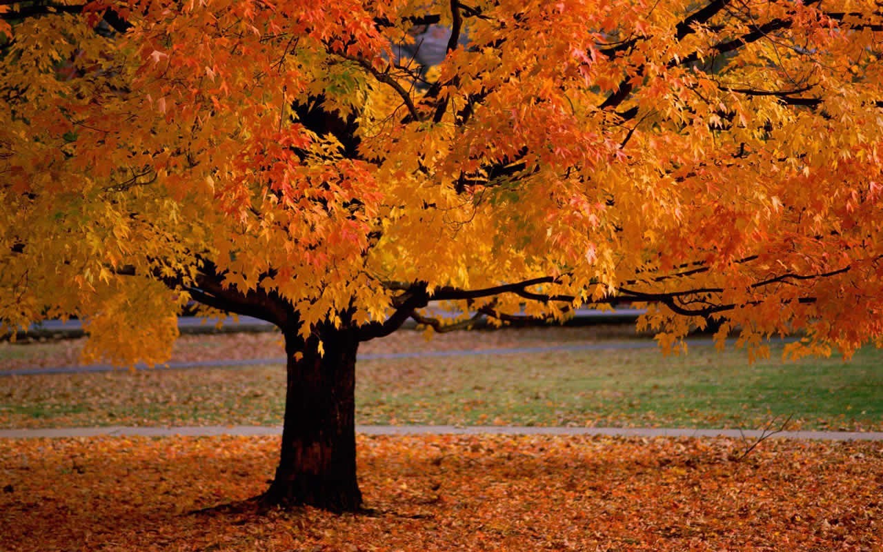 Natural Scenery Highlights (11) #6 - 1280x800