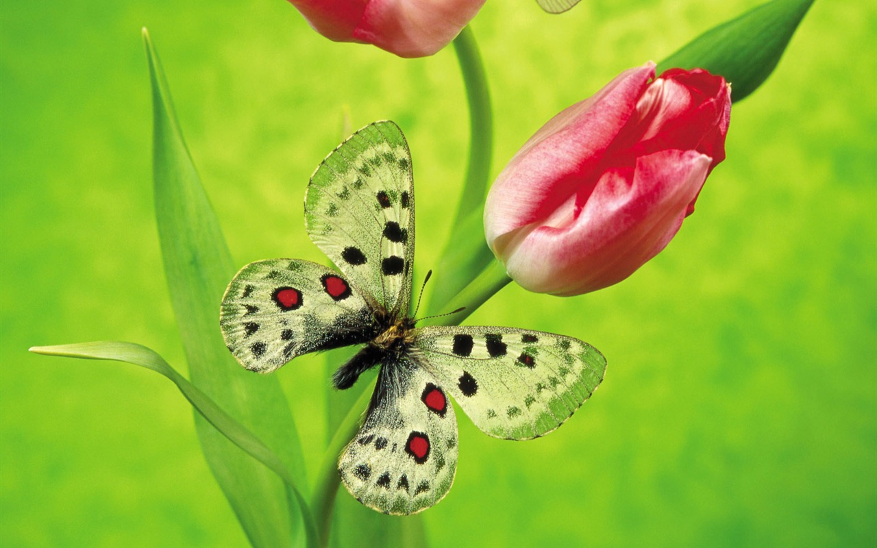 Schmetterlinge und Blumen Wallpaper Album (2) #4 - 1280x800