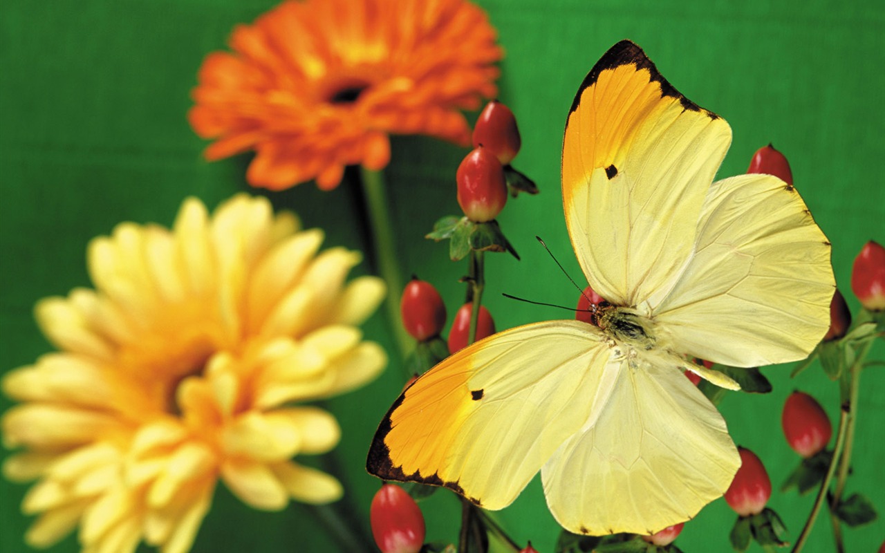 motýli a květiny tapety album (2) #5 - 1280x800