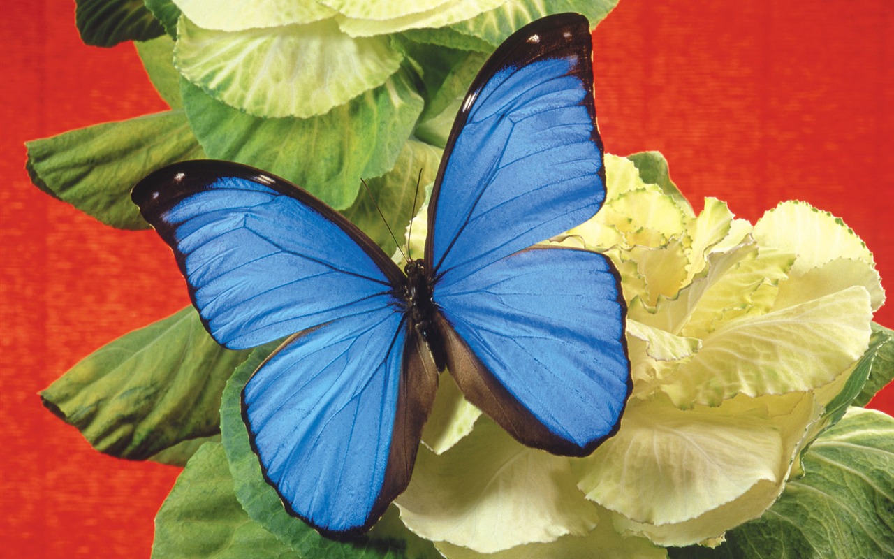 Schmetterlinge und Blumen Wallpaper Album (2) #9 - 1280x800