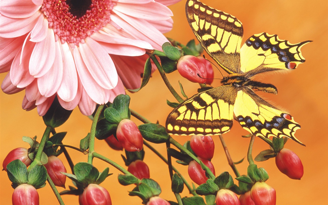 motýli a květiny tapety album (2) #11 - 1280x800