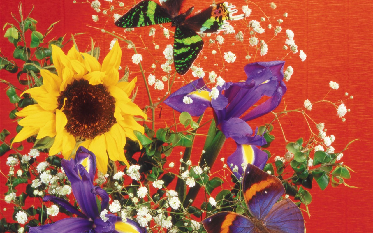 motýli a květiny tapety album (2) #17 - 1280x800