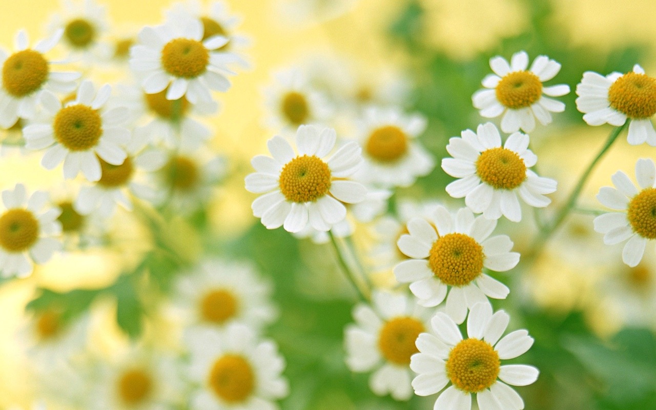 Floral Art Wallpaper #14 - 1280x800