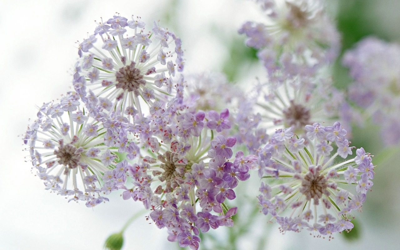 插花藝術壁紙 #16 - 1280x800
