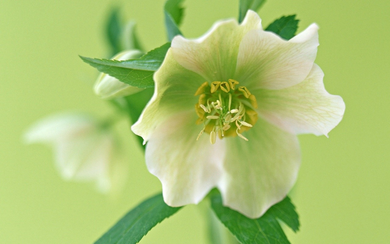 Floral Art Wallpaper #18 - 1280x800