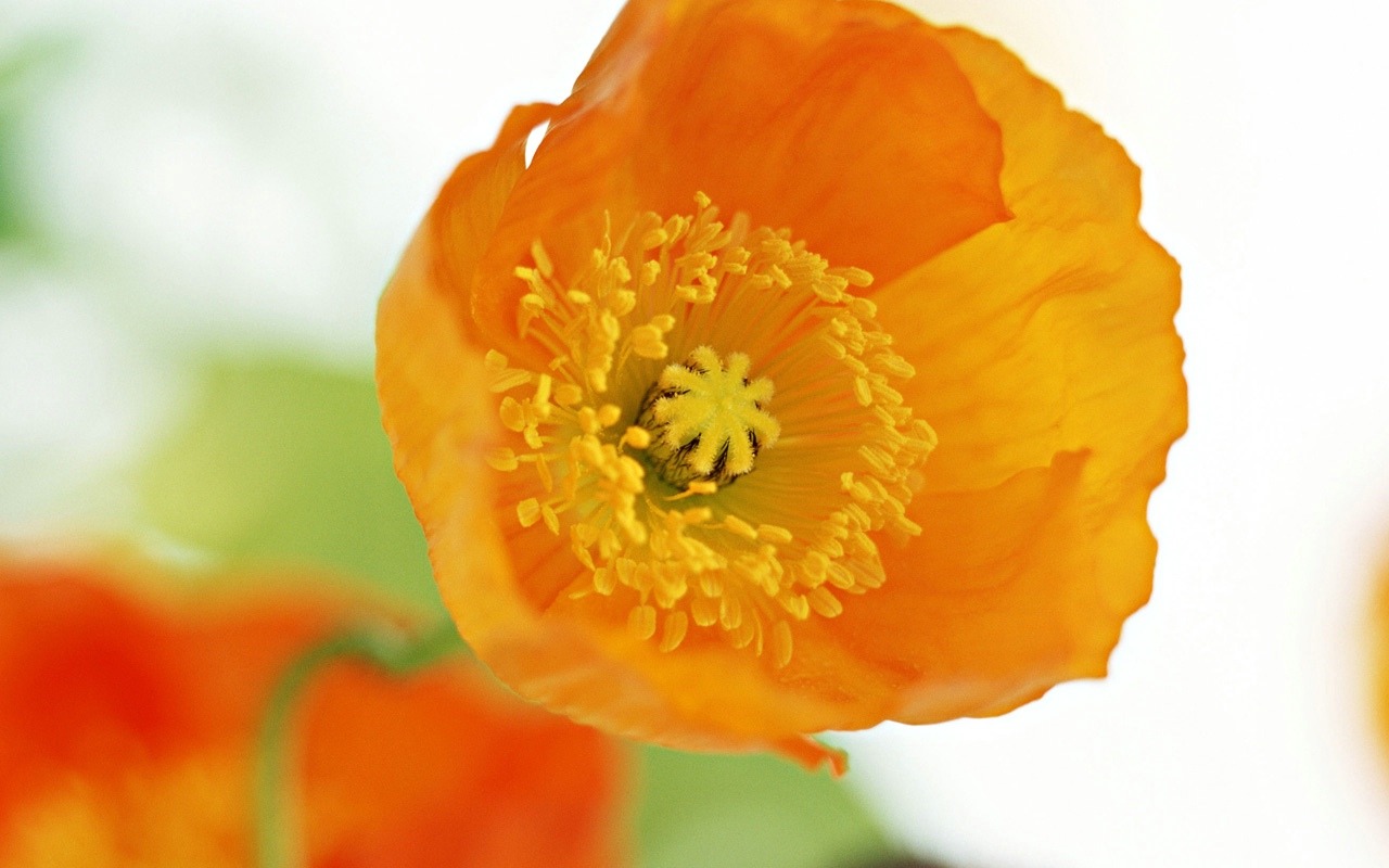 Floral Art Wallpaper #19 - 1280x800