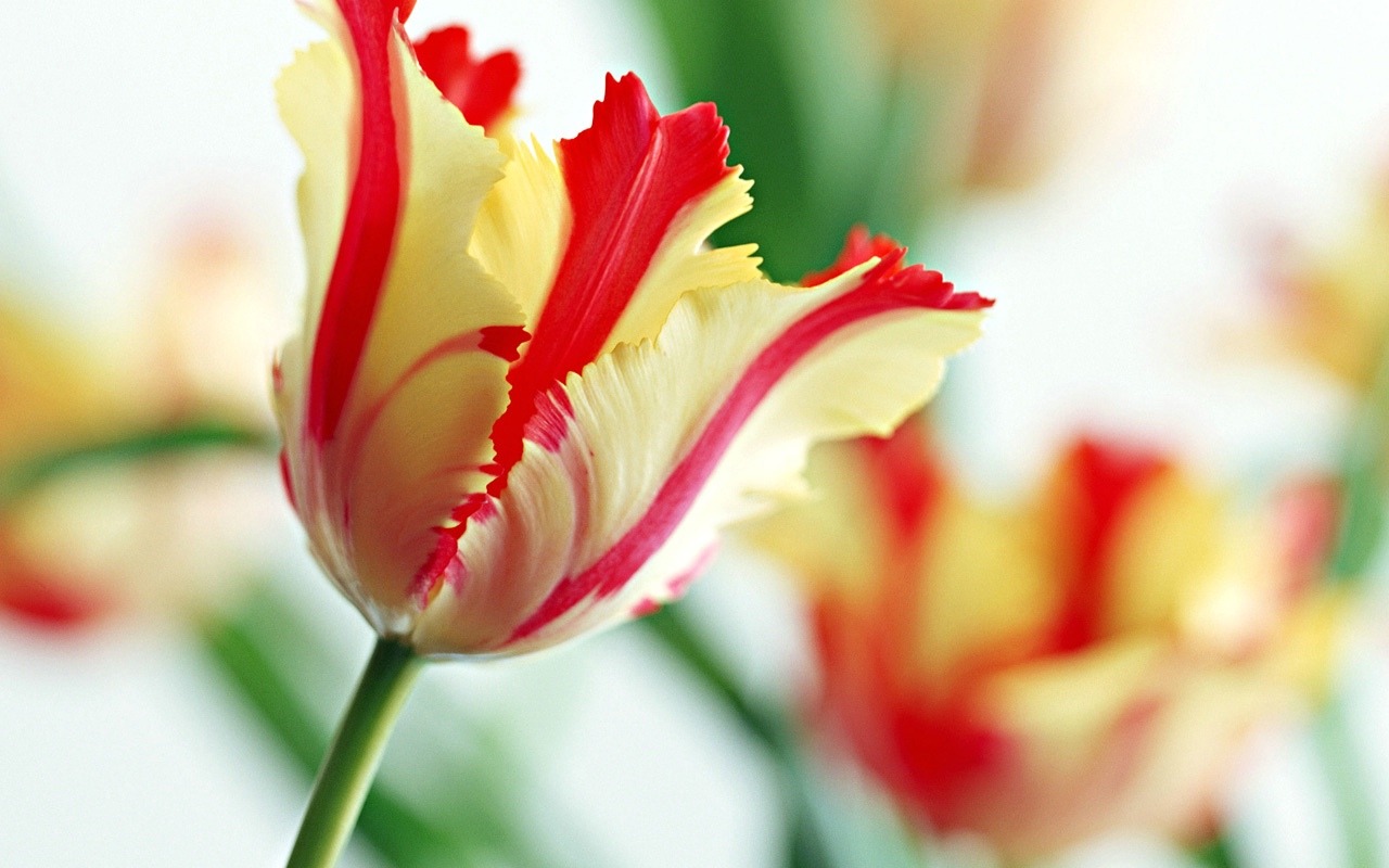 Floral Art Wallpaper #20 - 1280x800
