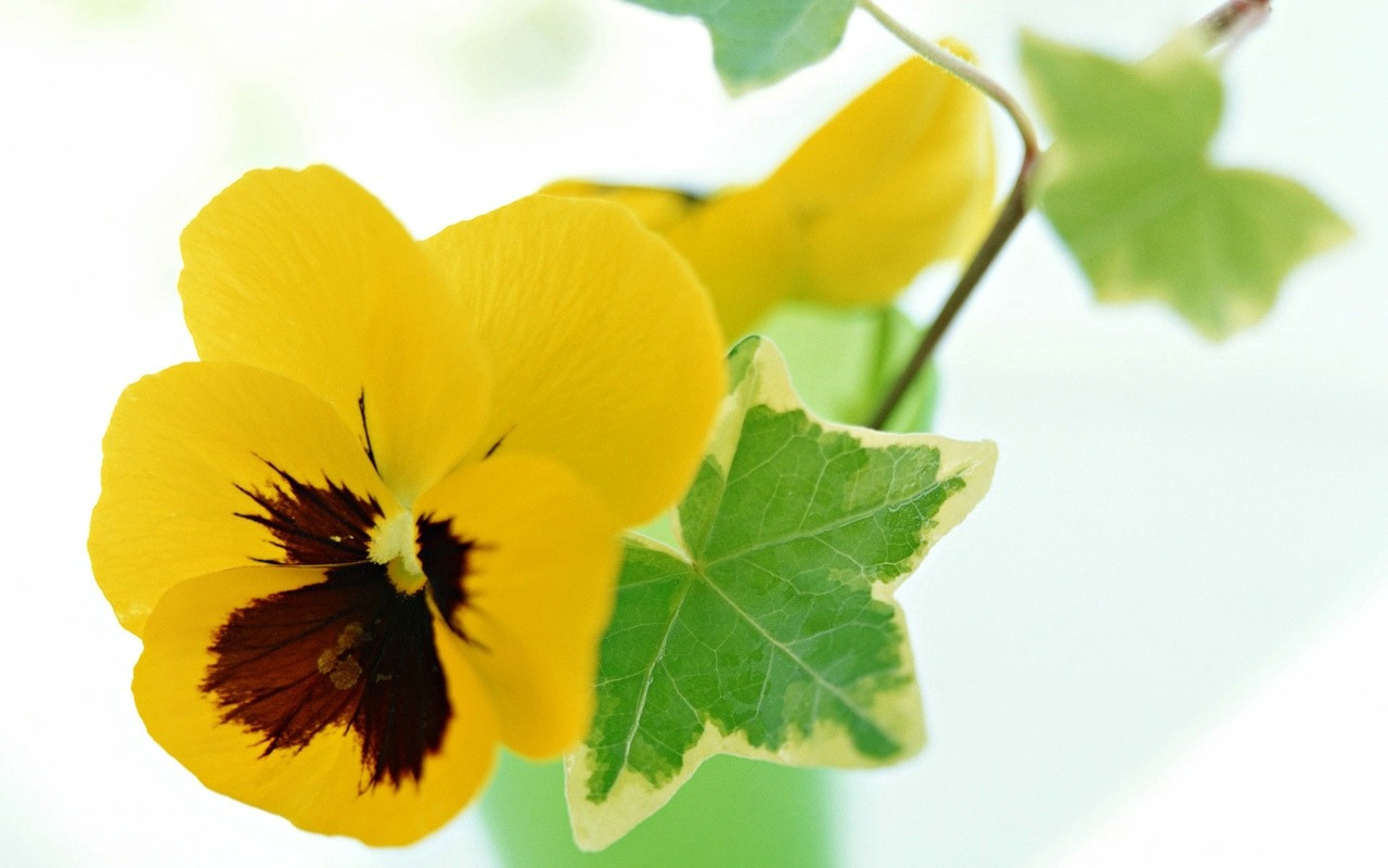 插花藝術壁紙 #22 - 1280x800