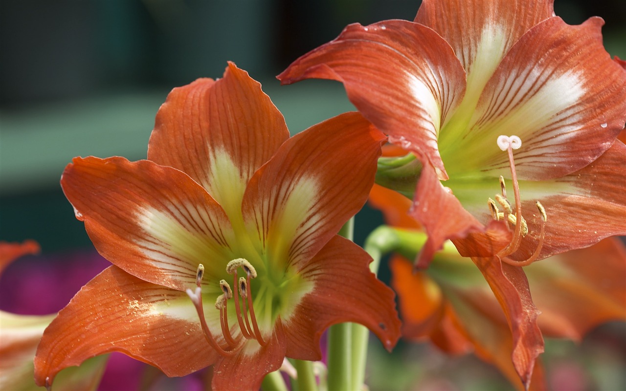 超大鲜花特写 壁纸(二)1 - 1280x800