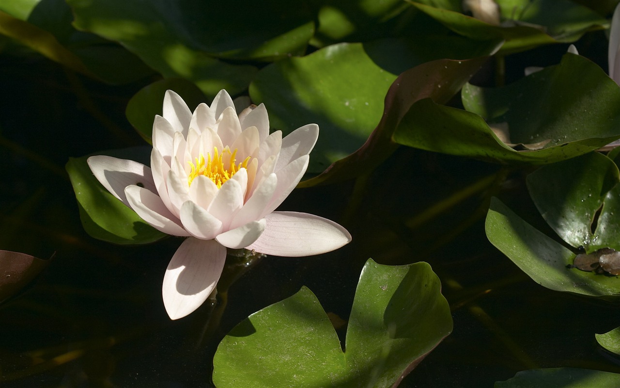 超大鲜花特写 壁纸(二)2 - 1280x800