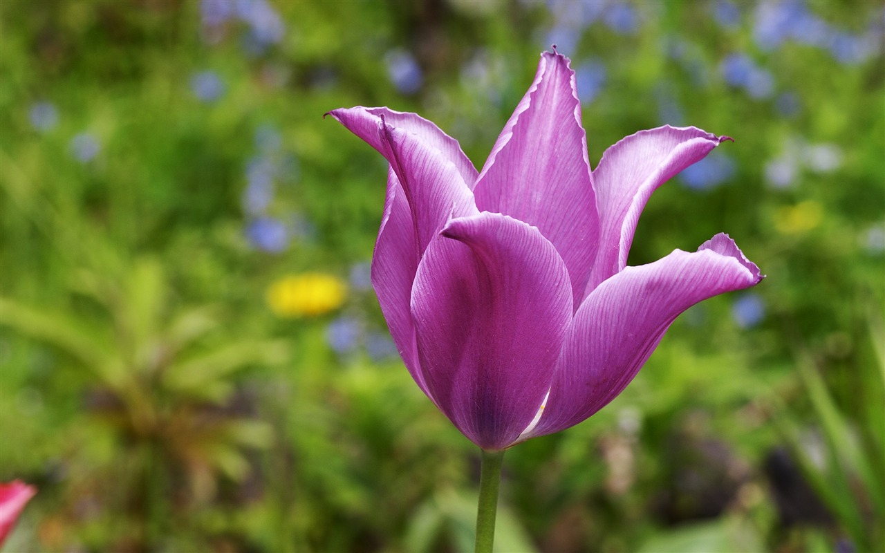 Large Flower Feature Wallpaper (2) #3 - 1280x800