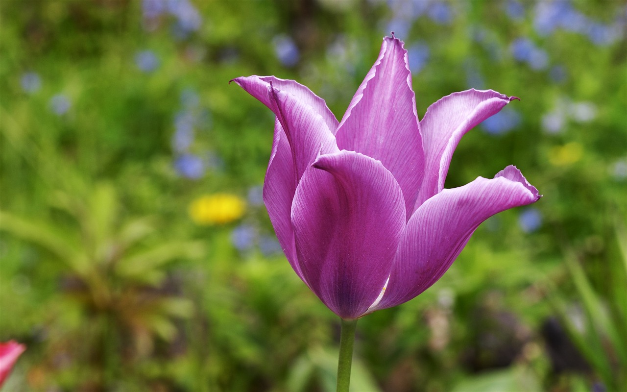 超大鲜花特写 壁纸(二)3 - 1280x800