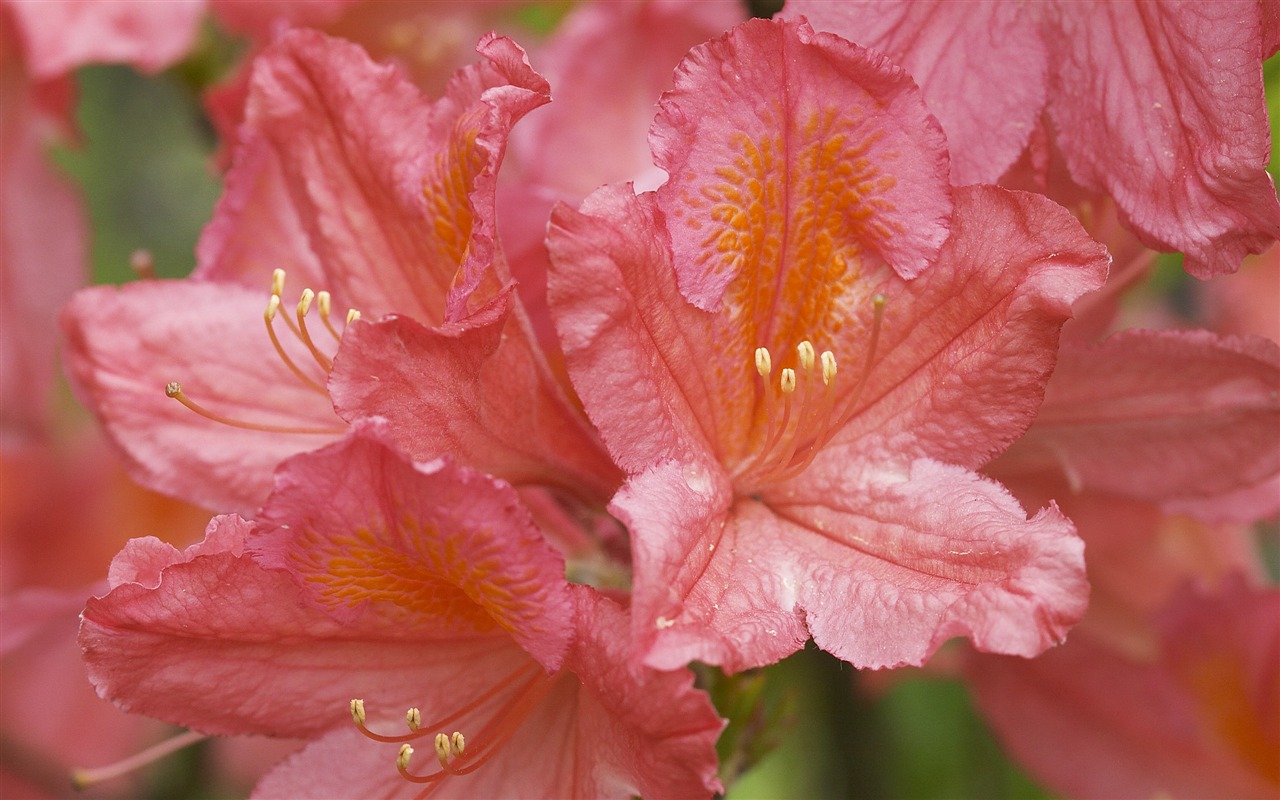 超大鲜花特写 壁纸(二)8 - 1280x800