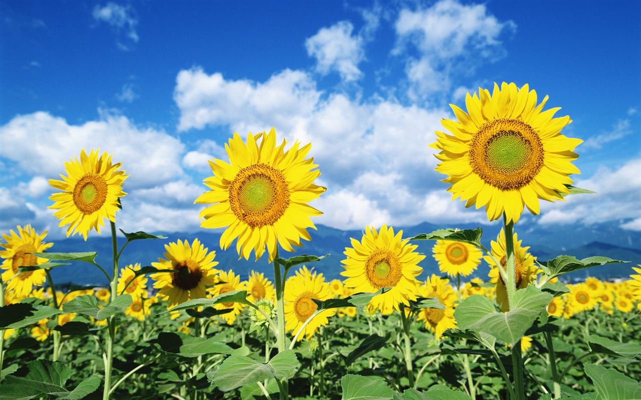 Ciel bleu de tournesol Widescreen Wallpaper #1 - 1280x800