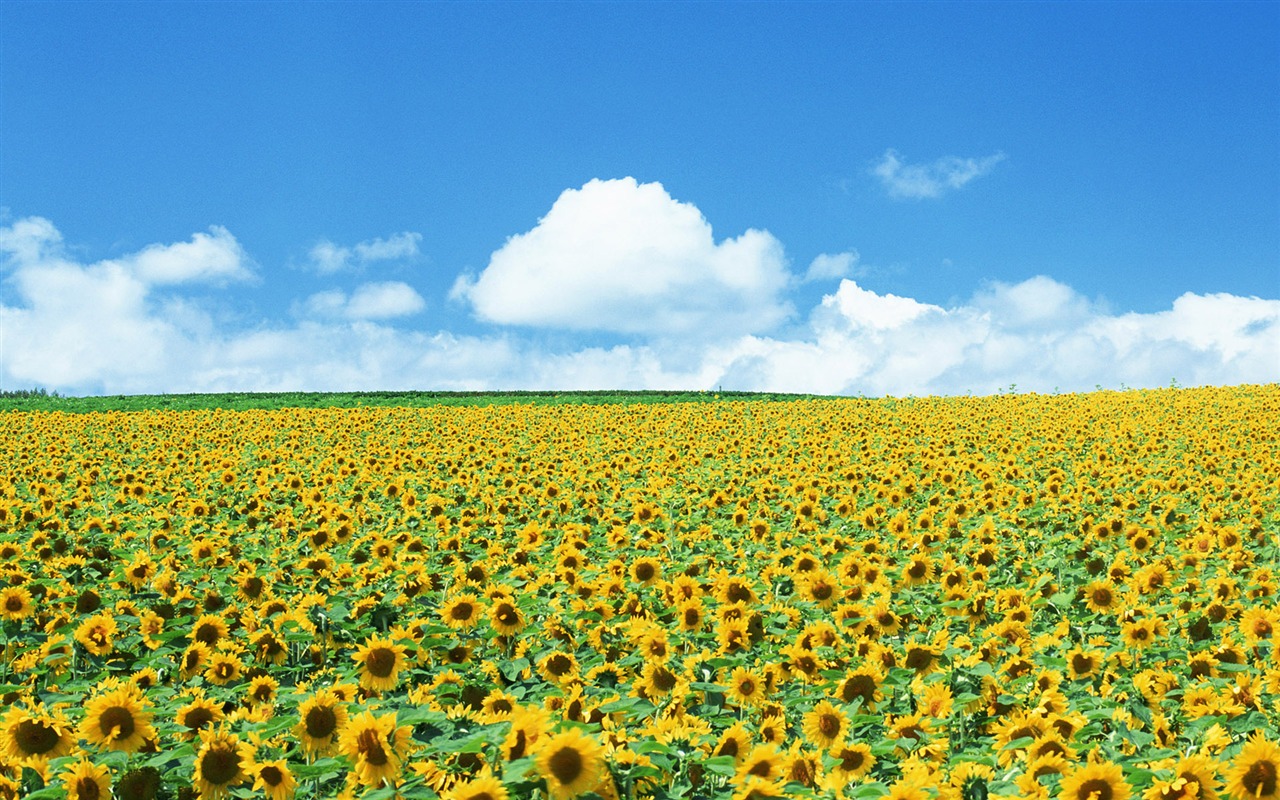 Blue Sky slunečnice širokoúhlý Tapeta #2 - 1280x800
