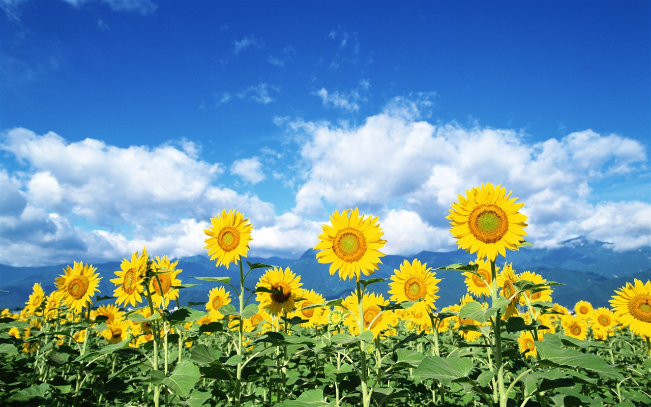 藍天白雲葵花寬屏壁紙 #3 - 1280x800