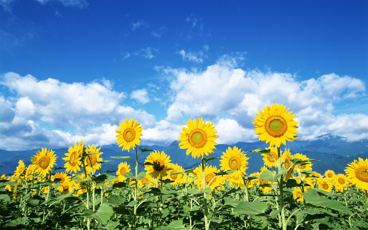 Ciel bleu de tournesol Widescreen Wallpaper #3 - 1280x800