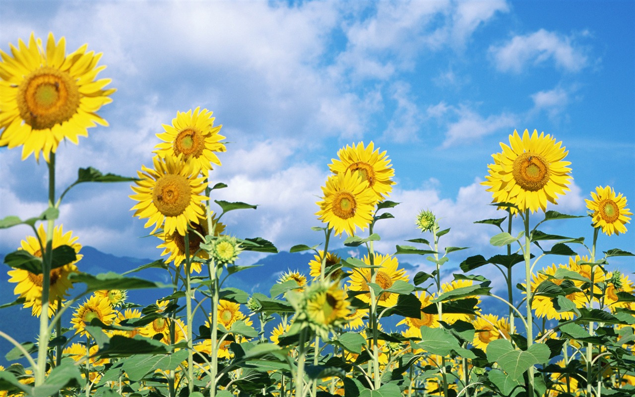 Blue Sky slunečnice širokoúhlý Tapeta #4 - 1280x800