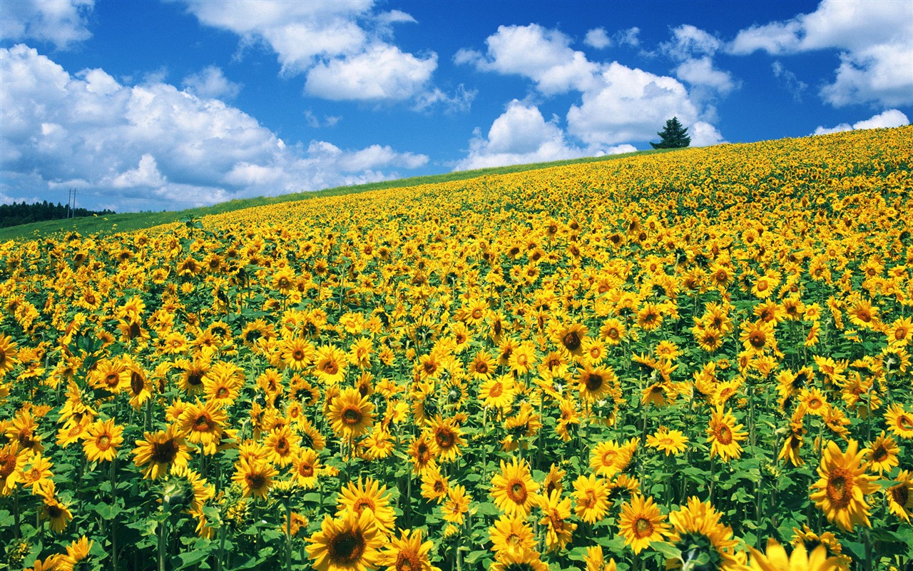 Ciel bleu de tournesol Widescreen Wallpaper #6 - 1280x800