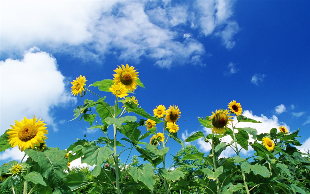 Blue sky sunflower Widescreen Wallpaper #8 - 1280x800