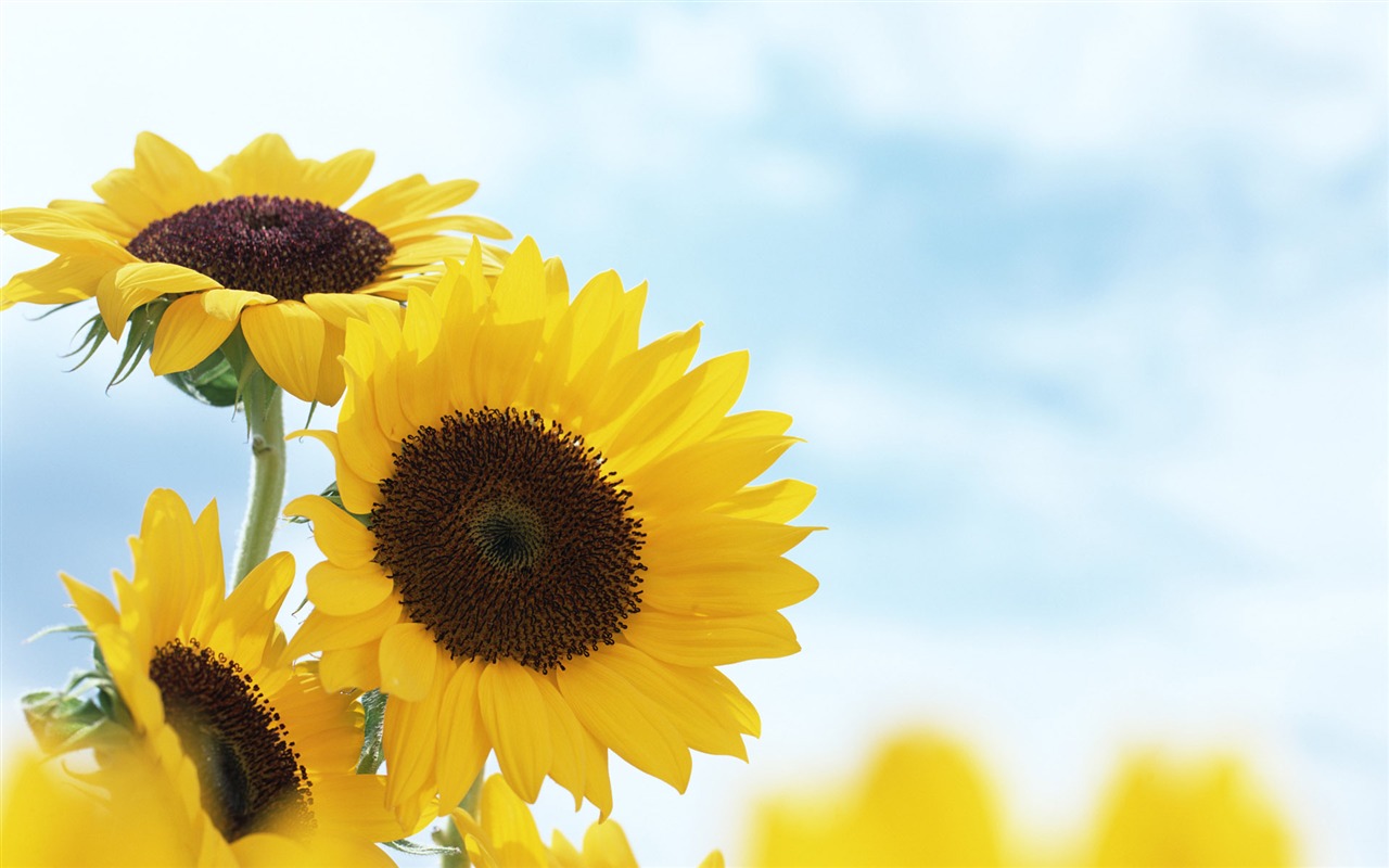 Ciel bleu de tournesol Widescreen Wallpaper #9 - 1280x800