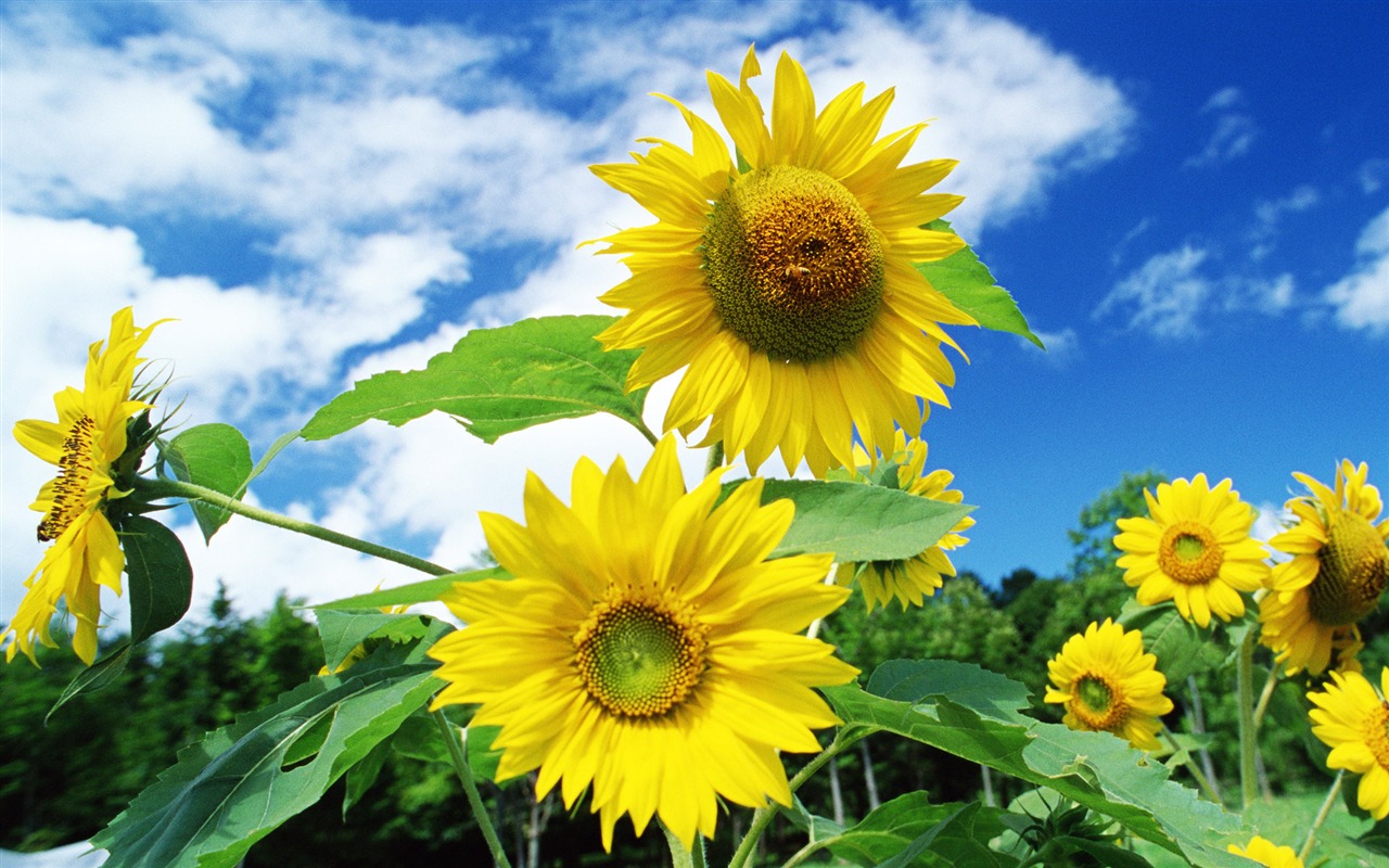 Ciel bleu de tournesol Widescreen Wallpaper #10 - 1280x800