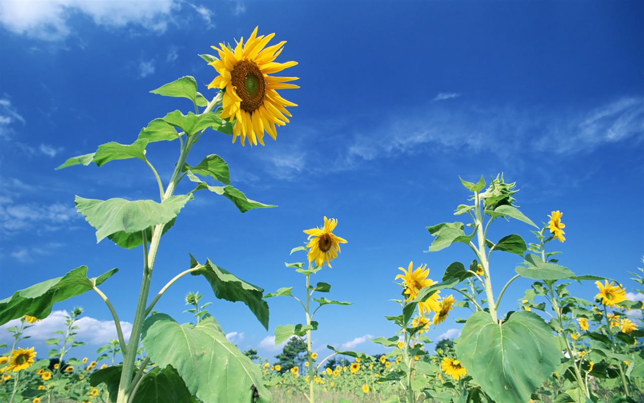 Ciel bleu de tournesol Widescreen Wallpaper #12 - 1280x800