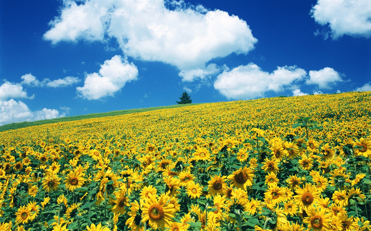 Ciel bleu de tournesol Widescreen Wallpaper #14 - 1280x800