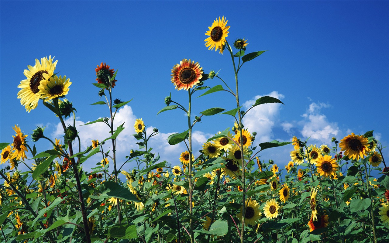 Ciel bleu de tournesol Widescreen Wallpaper #15 - 1280x800