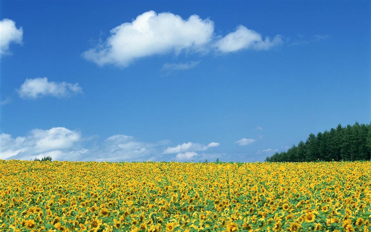Blue Sky slunečnice širokoúhlý Tapeta #19 - 1280x800
