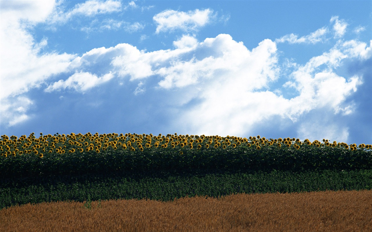 Ciel bleu de tournesol Widescreen Wallpaper #20 - 1280x800