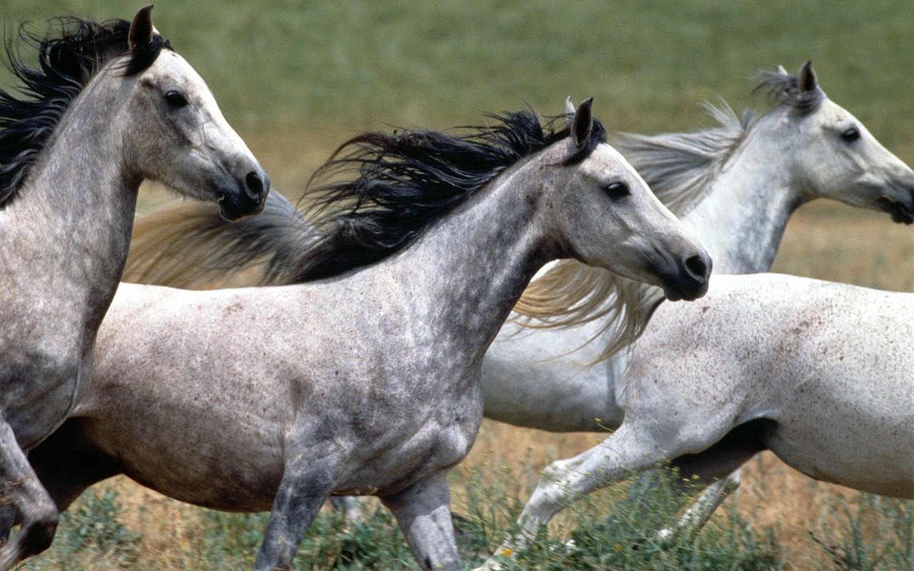 Horse Photo Wallpaper (1) #3 - 1280x800