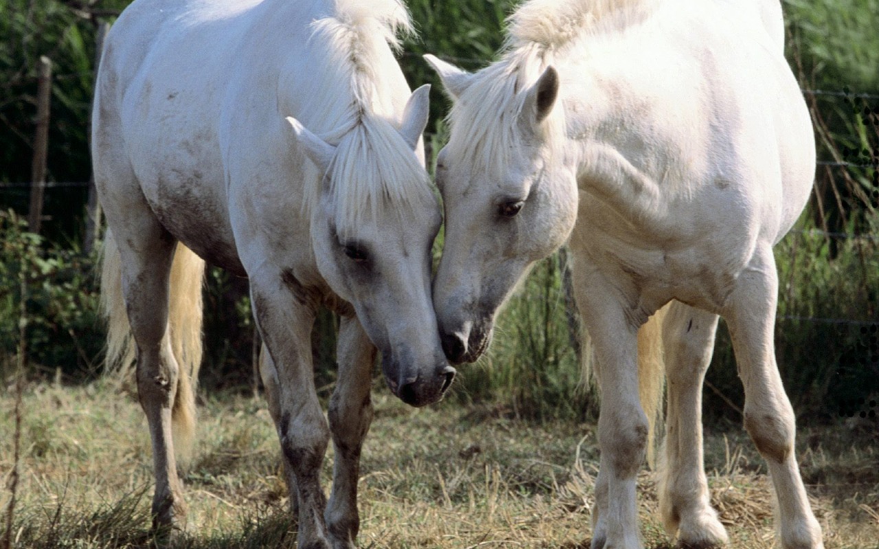 Horse Photo Wallpaper (1) #4 - 1280x800