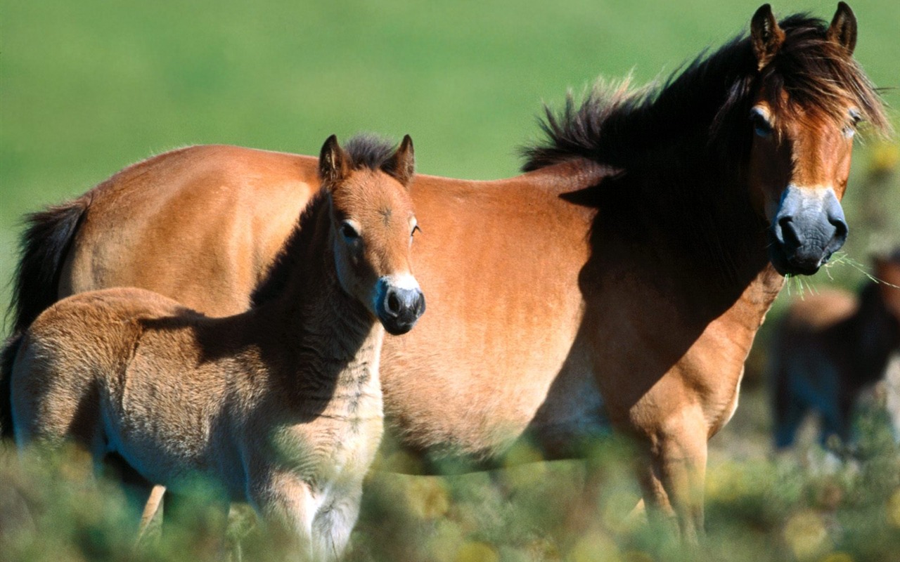 Horse Photo Wallpaper (1) #6 - 1280x800