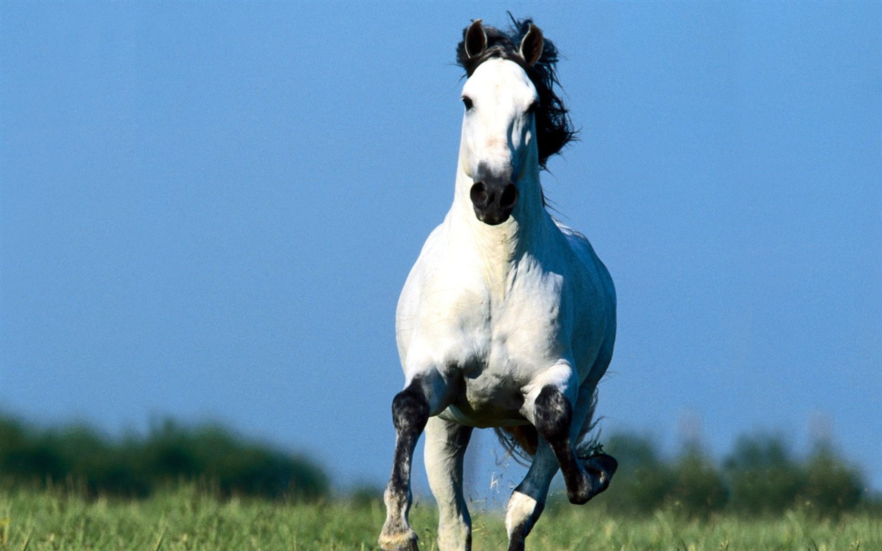 Horse Photo Wallpaper (1) #9 - 1280x800