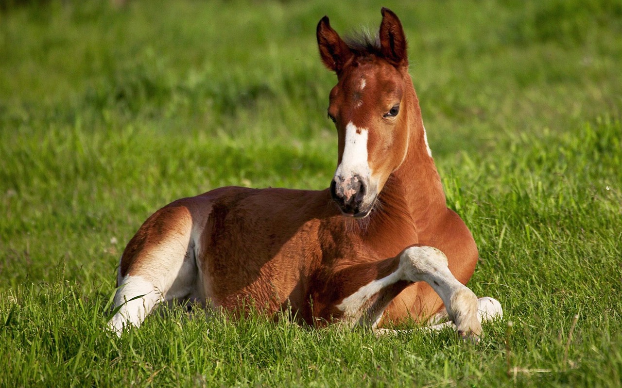 Horse Photo Wallpaper (1) #11 - 1280x800