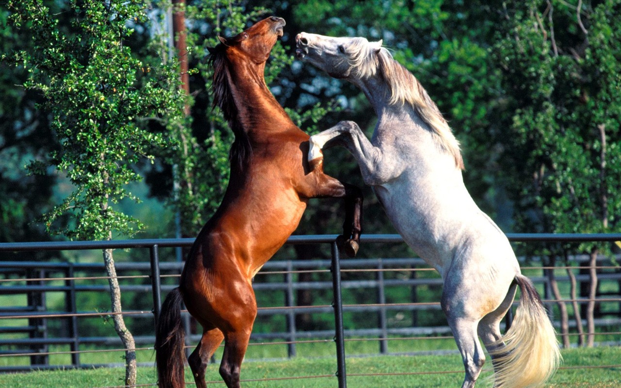 Horse Photo Wallpaper (1) #12 - 1280x800