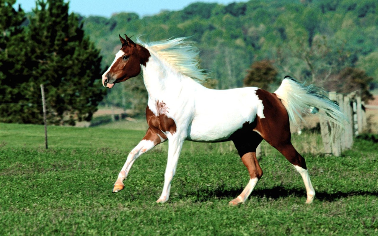 Horse Photo Wallpaper (1) #15 - 1280x800