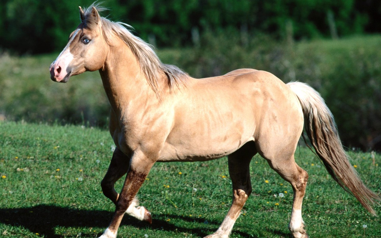 Horse Photo Wallpaper (1) #18 - 1280x800