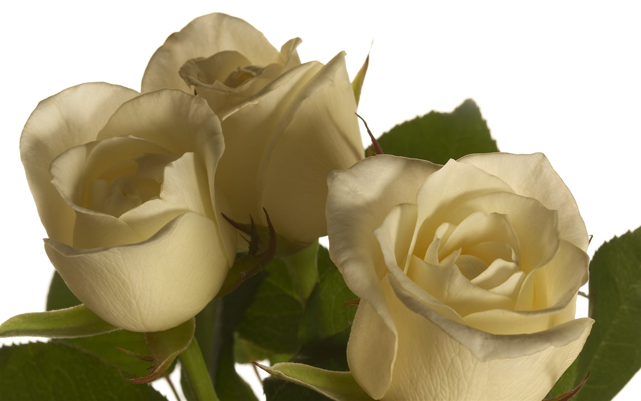 Large Flower Feature Wallpaper (3) #2 - 1280x800