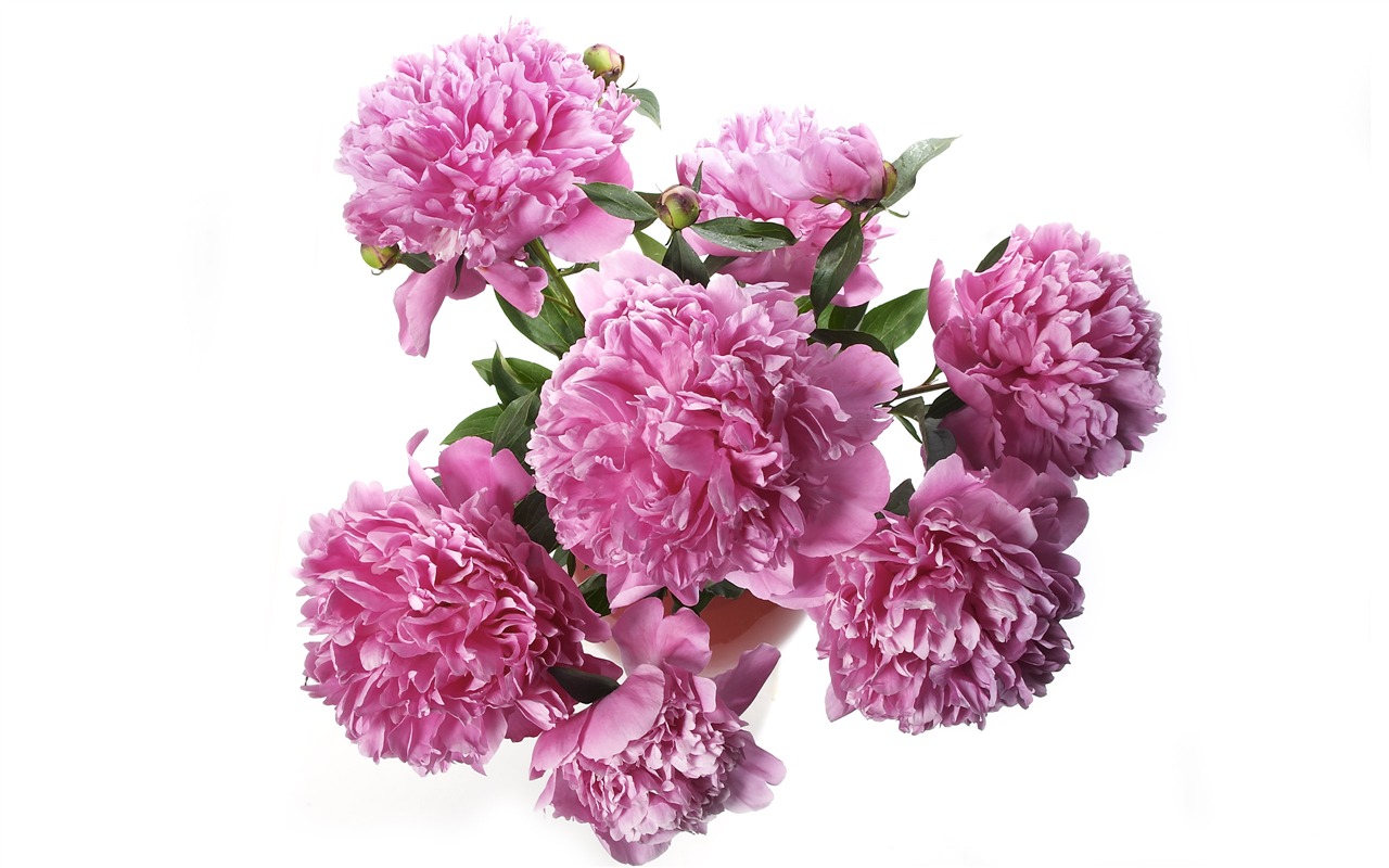 超大鮮花特寫 壁紙(三) #4 - 1280x800