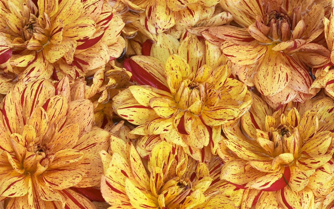 超大鮮花特寫 壁紙(三) #7 - 1280x800