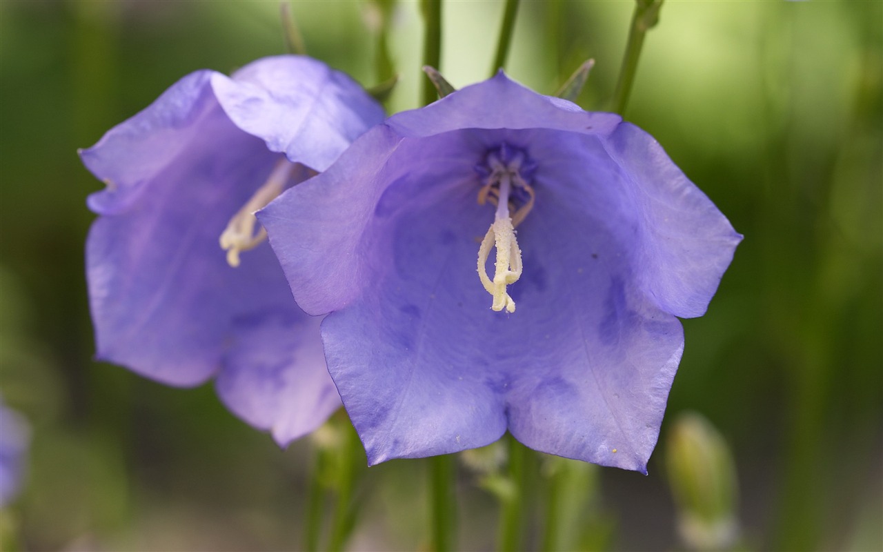 超大鲜花特写 壁纸(三)13 - 1280x800