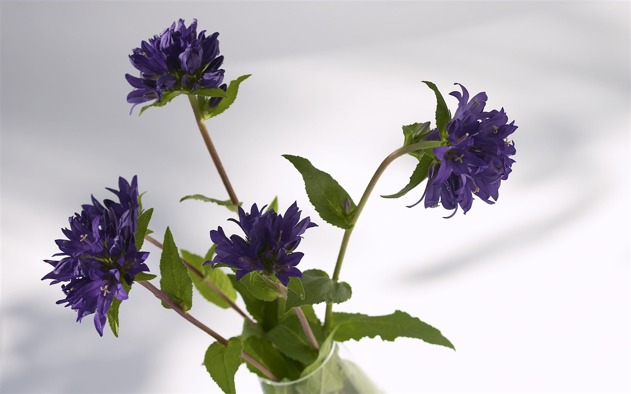 超大鮮花特寫 壁紙(三) #14 - 1280x800