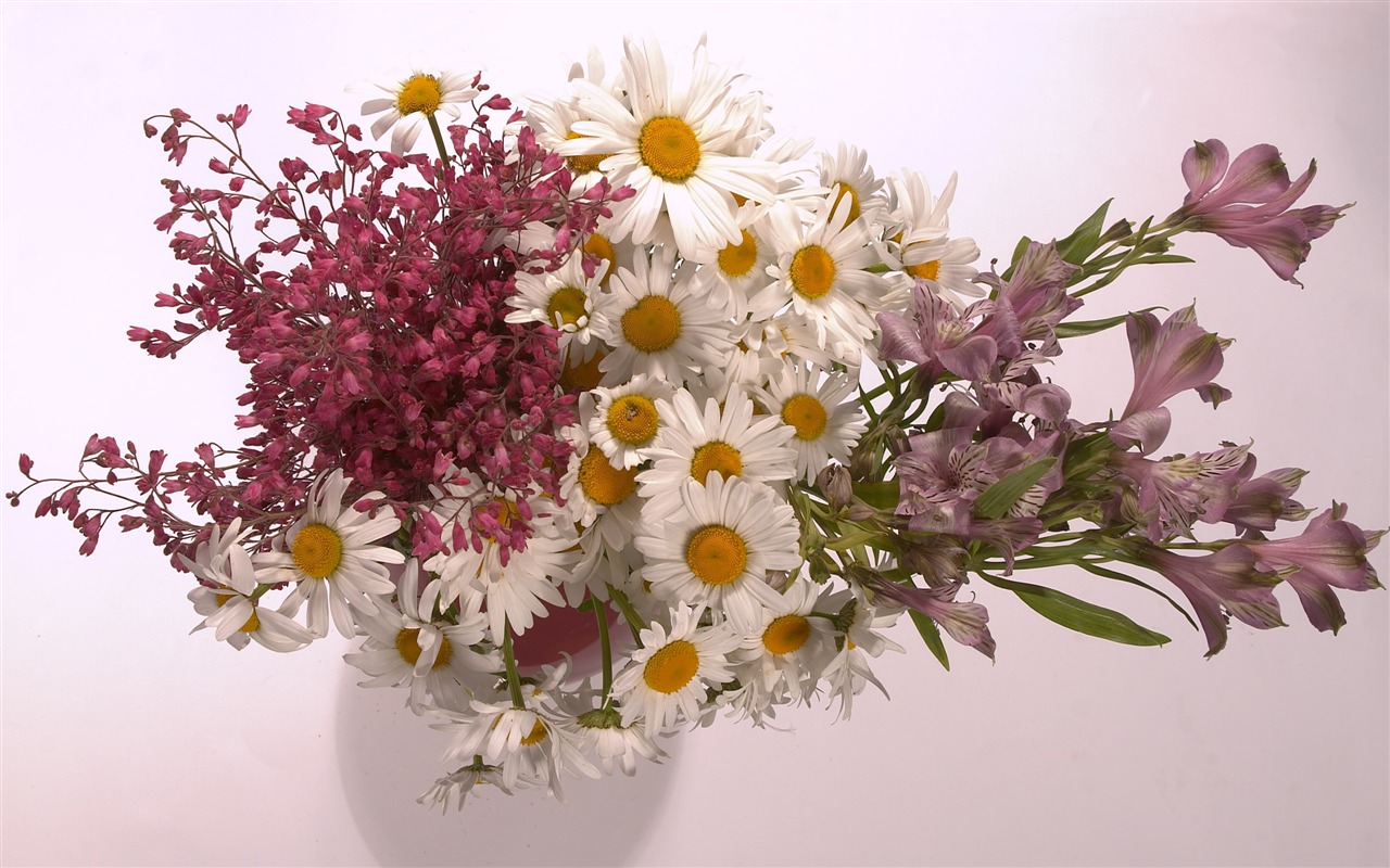 대형 꽃 기능 월페이퍼 (3) #15 - 1280x800