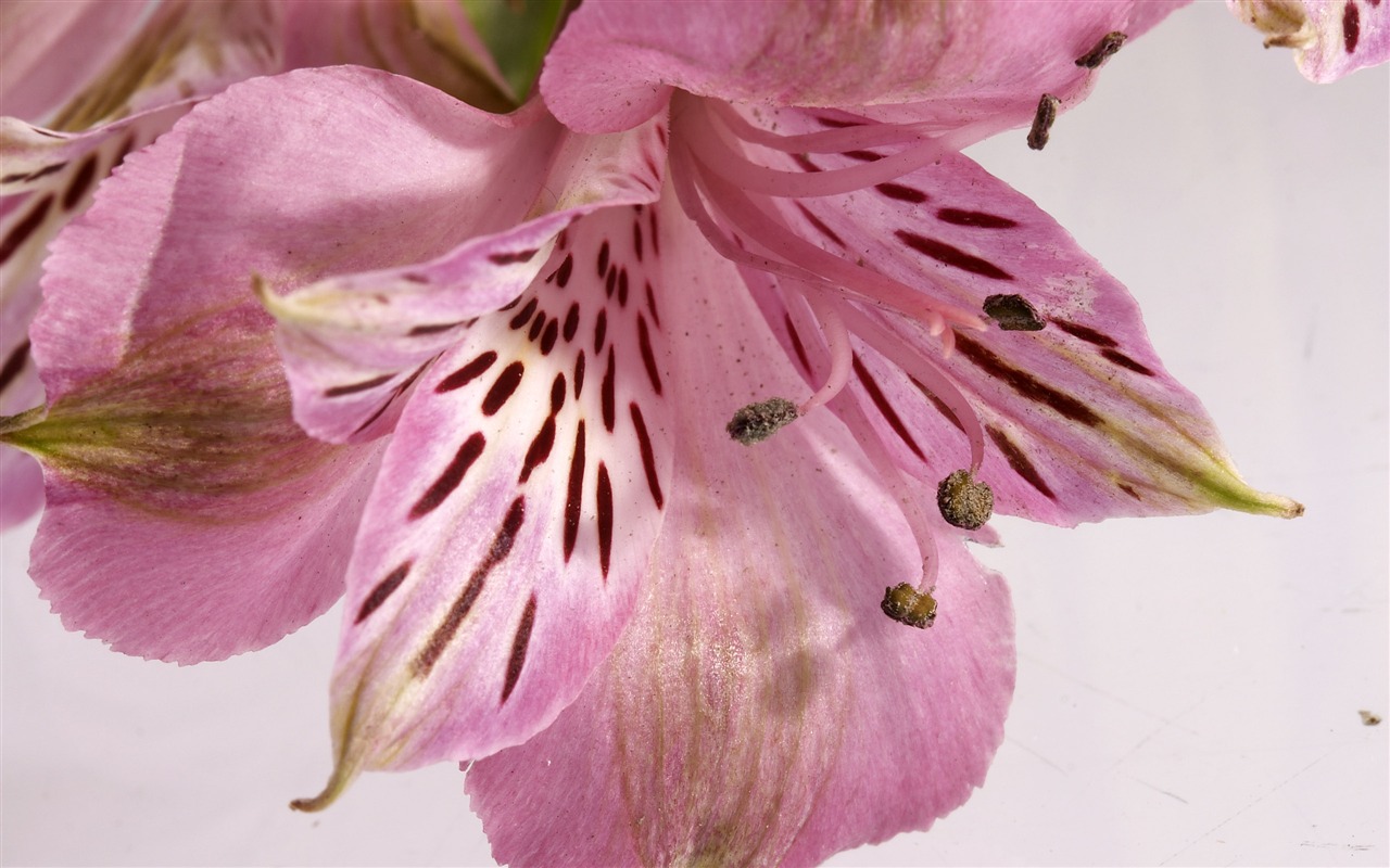 超大鮮花特寫 壁紙(三) #16 - 1280x800