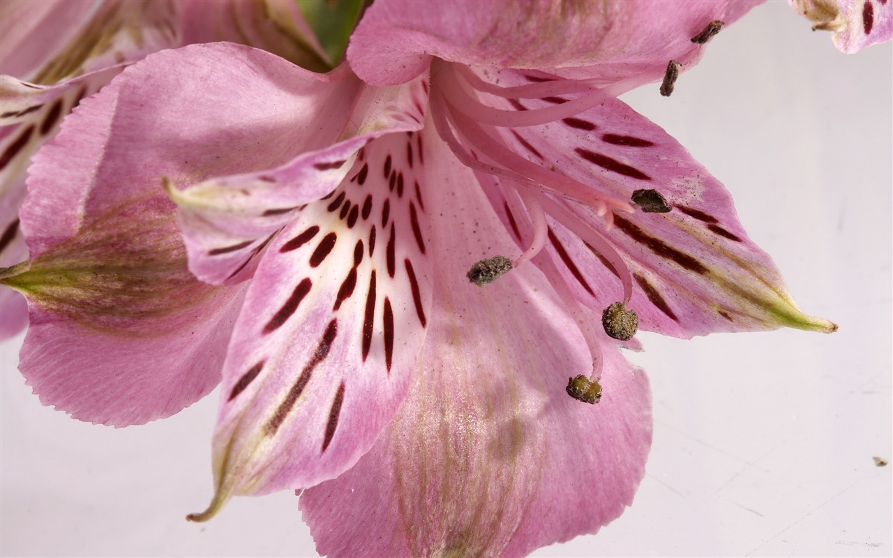 超大鲜花特写 壁纸(三)16 - 1280x800