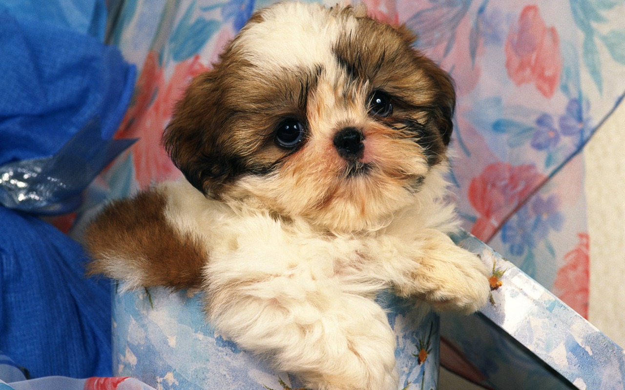 1600 dog photo wallpaper (13) #4 - 1280x800