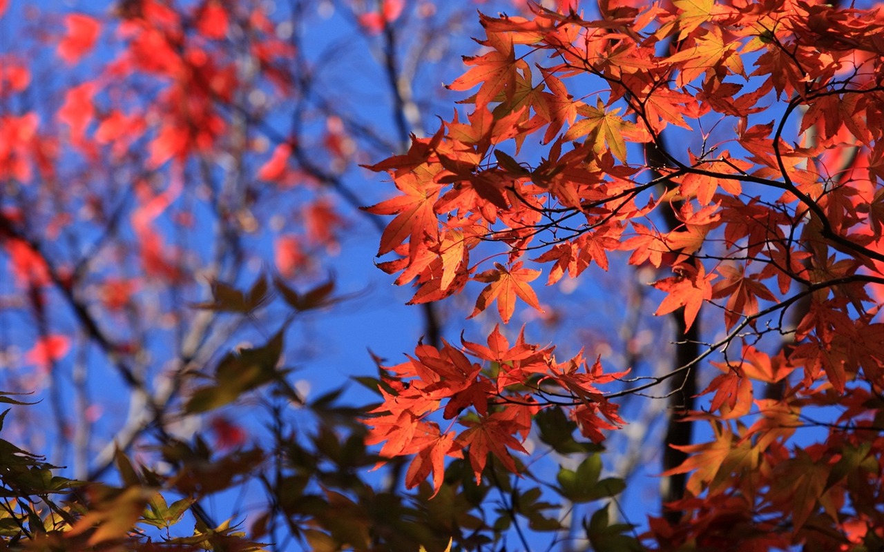 Maple sky wallpaper (1) #1 - 1280x800